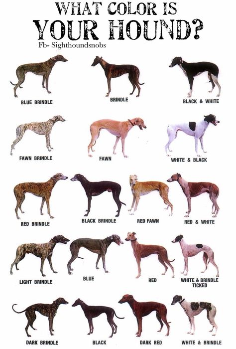 What colour is your greyhound? Greyhound Aesthetic, English Greyhound, Gray Hound, Grey Hounds, Greyhound Puppies, Animal Dictionary, Greyhound Dog Breed, Greyhound Tattoo, Lurcher Dog