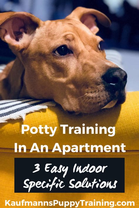 Learning how to potty train a puppy can be a challenge. And living on the fourth floor in a big city doesn’t make it any easier. I’ve written about potty training a puppy before, but today I’ll concentrate on potty training when you live in an apartment. These three easy indoor solutions also work if you and your puppy or dog have a hard time getting out as often as you need or want to for whatever reason. Read more at www.kaufmannspuppytraining.com @KaufmannsPuppy Potty Training Guide, Puppy Potty Training, Puppy Tips, Dog Minding, Training Dogs, Easiest Dogs To Train, Potty Train, Dog Potty Training, Dog Potty