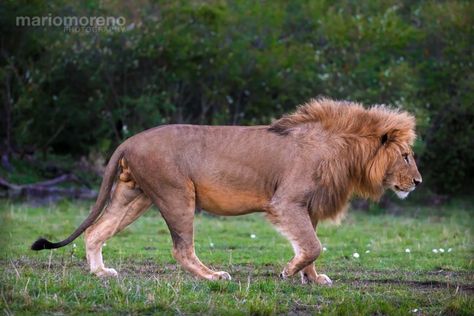 Male Lion Photography, Lion Reference, Lion Walking, Sand Game, Cat References, Lion Sketch, Lion Photography, Lions Photos, Lion King Art