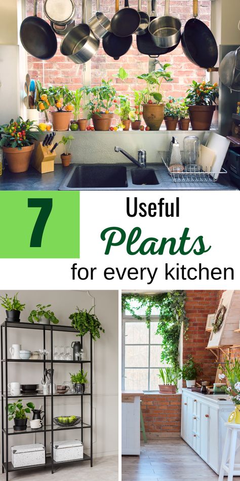 It is extremely popular to use some of the plants in the kitchen. Some of them serve only as decoration and some actually have significant purpose. Read more about 7 useful plants for your specific kitchen. Tell us your opinion on what can be added. Decorate Kitchen Counter, Plants In Kitchen, Plants In The Kitchen, Kitchen Plants Decor, How To Decorate Kitchen Counters, Kitchen Decorating Themes, Decoration With Plants, Useful Plants, Decorate Kitchen