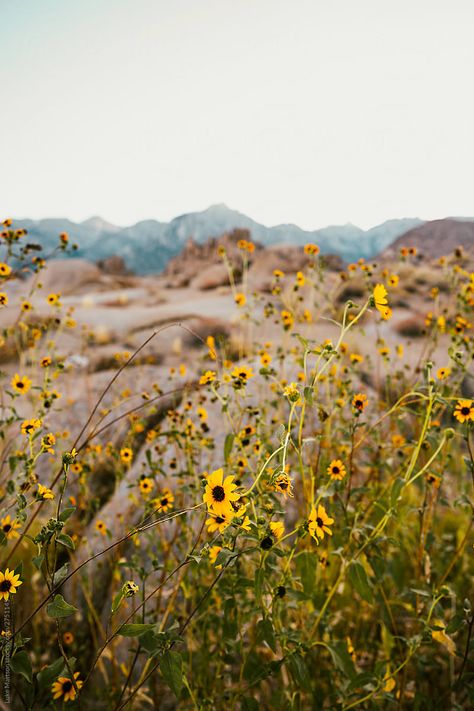 Eastern Sierra Nevadas, CA. Desert Interior Design, Mountain Wildflowers, Wildflower Photo, Mountain Backdrop, Ranunculus Flowers, California Mountains, Yellow Wildflowers, Desert Mountains, Western Landscape