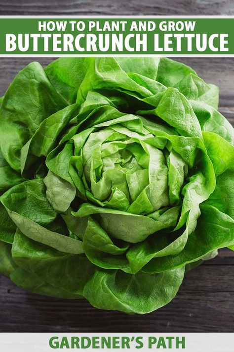 A close up vertical image of a freshly harvested 'Buttercrunch' lettuce set on a dark wooden surface. To the top and bottom of the frame is green and white printed text. Buttercrunch Lettuce, How To Harvest Lettuce, Grow Lettuce, Lettuce Seeds, Planting Guide, Growing Lettuce, Vegetable Garden Planning, Aromatic Plant, Garden Veggies