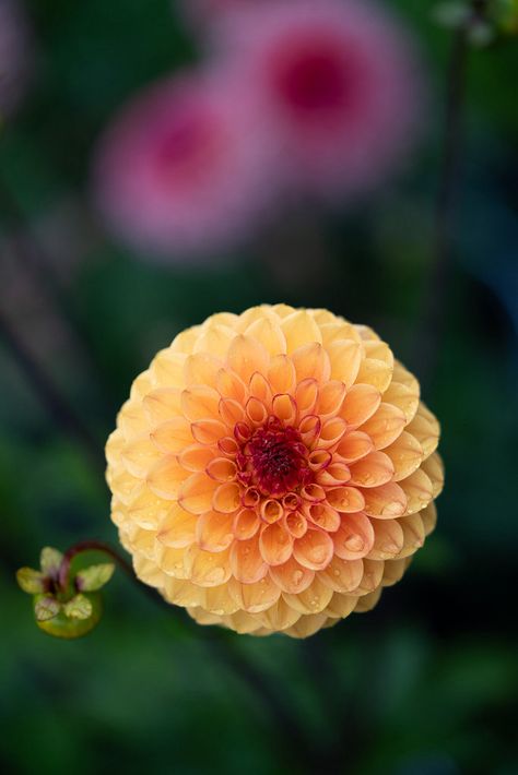 Yellow Dahlia Pink Dahlias, Yellow Dahlia, Dahlia, Yellow, Pink