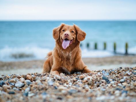 Excited Animals, Dog Probiotics, Dog Friendly Beach, Dog Playpen, Cute Dog Pictures, Dog Beach, Animal Hospital, Happy Animals, Happy Dogs