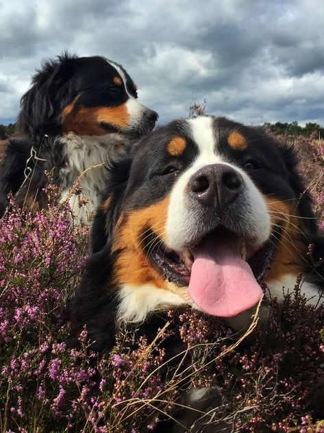 Burmese Mountain Dogs, Bernese Mountain Dog Puppy, Bernese Mountain Dogs, Military Dogs, Dream Dog, Fluffy Dogs, Mountain Dog, Bernese Mountain, Dogs Golden Retriever