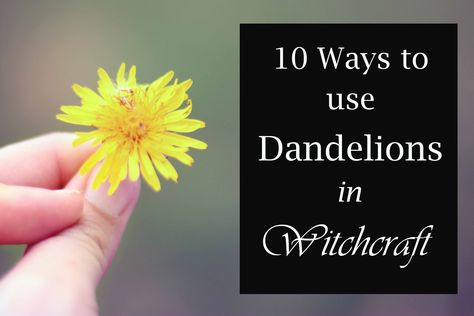 10 Ways to Use Dandelions in Witchcraft - Moody Moons Dandelion Uses, Magickal Tips, Pagan Beliefs, Dandelion Leaves, A Dandelion, Witch Craft, Herbal Magic, Wiccan Spells, Wildflower Bouquet