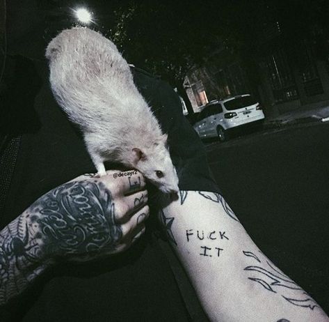 Rat Aesthetic, Cute Rats, Pet Rats, The Villain, Grunge Aesthetic, Dark Aesthetic, Rats, Witch, A Place