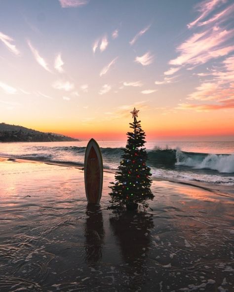 Beach Christmas Pictures, Christmas Palm Tree, California Christmas, Aussie Christmas, Florida Christmas, Australian Christmas, Beachy Christmas, Summer Christmas, Tropical Christmas