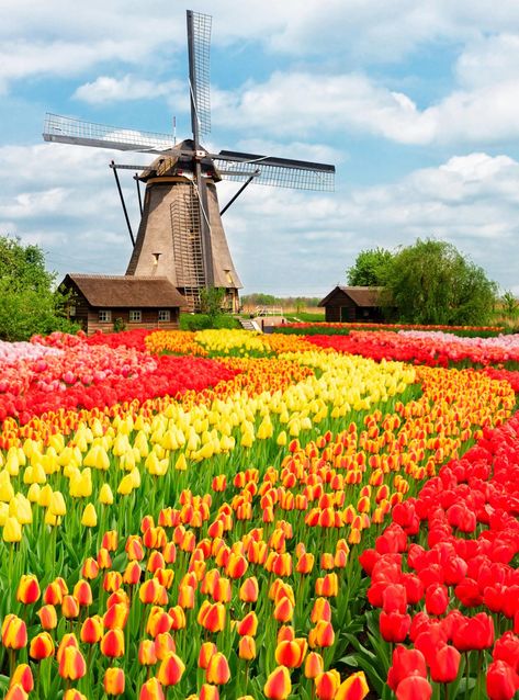 Tulip Fields Netherlands, Tulip Field, Dutch Tulip, Dutch Windmills, Most Beautiful Gardens, Tulip Fields, Cross Paintings, Scenery Wallpaper, 그림 그리기