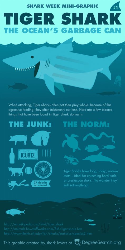 The Garbage Can of the Sea. Top 10 Fun Facts About Tiger Sharks! - Cool and Interesting Facts for Kids Fun Facts About Sharks, Ocean Facts, Tiger Facts, Tiger Sharks, Save The Sharks, Happy Shark, Shark Stuff, Shark Facts, Diving Underwater