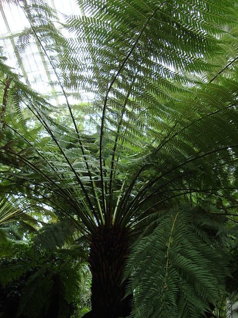 Dicksonia Antarctica, Tree Fern, Fern, Plants, Photography