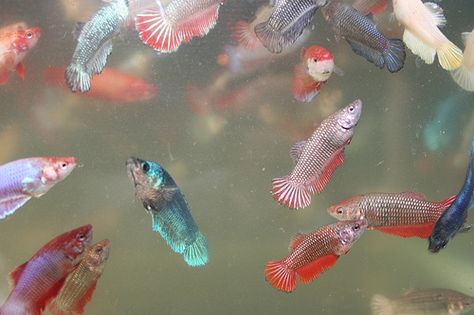 Big female betta fish sorority Baby Betta Fish, Butterfly Betta Fish, Different Types Of Betta Fish, Betta Fish Community Tank, Blue Betta Fish Names, Fish Information, Betta Fish Blue, Betta Fish Care, Fishing For Beginners