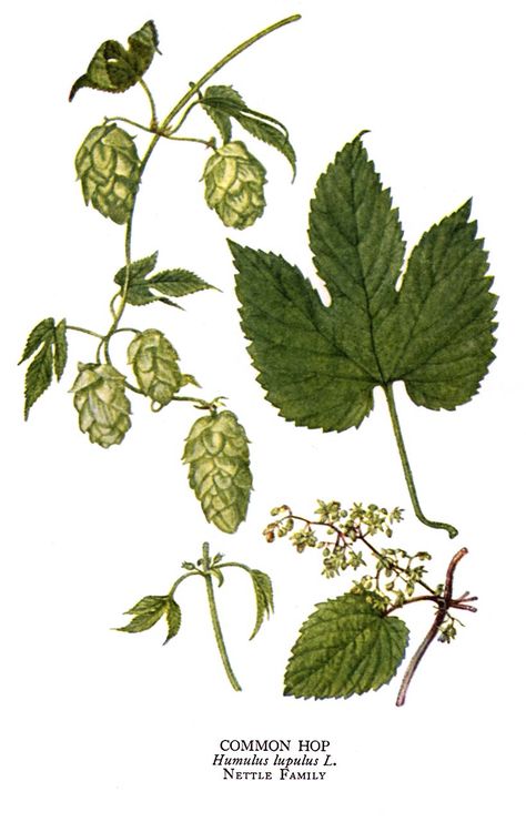 Mike is Bored: Great hops(humulus lupulus) illustration plates from very old botany books Bot Illustrations, Herb Collection, Botanical Prints Free, Botany Books, Hops Plant, Humulus Lupulus, Garden Drawing, Human Canvas, Perennial Shrubs