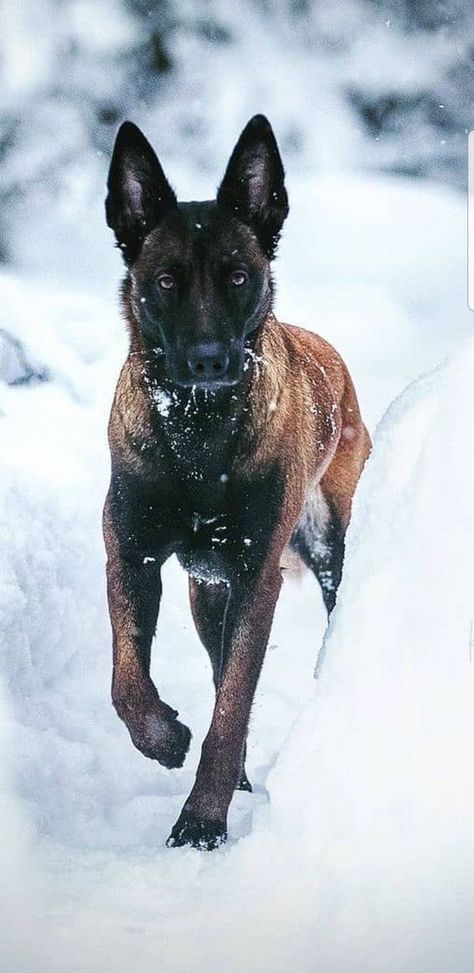 Berger Malinois, Belgium Malinois, Malinois Puppies, Dog Hero, Belgian Malinois Dog, Dutch Shepherd, K9 Dogs, Disabled Dog, Image Moto