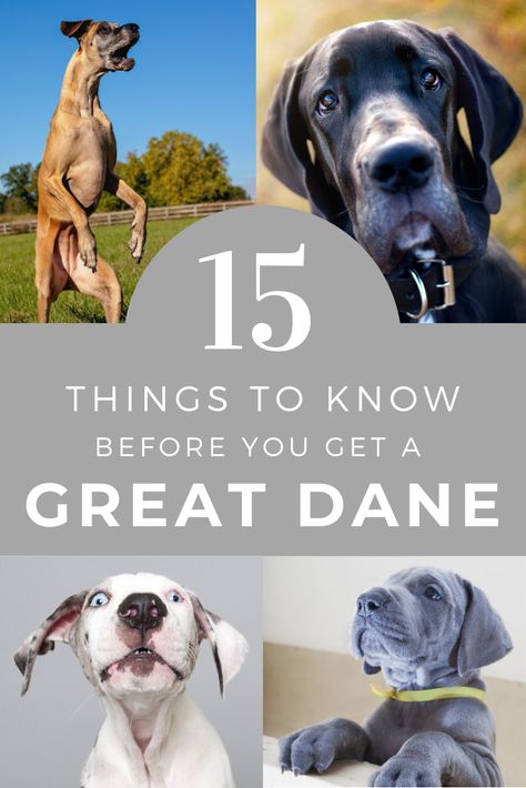 Are you planning on adding a Great Dane to your family? Whether they're joining you as a puppy or adult, here's a list of 15 things that you should know before getting a Great Dane. #greatdane #newdog Great Dane Dog House, Grate Danes, Great Dane Colors, Blue Merle Great Dane, Pictures Of Pets, Blue Great Dane, Merle Great Danes, Great Dane Mastiff, Animals In The Wild