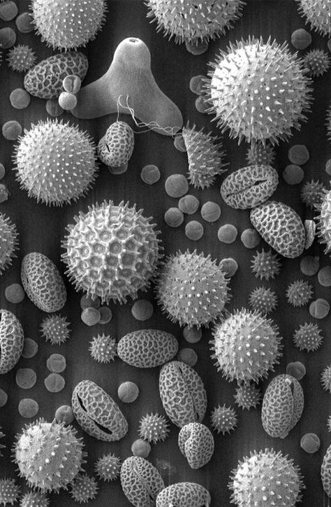 Electron microscope image: Pollen. Electron Microscope Images, Scanning Electron Microscope, Foto Macro, Microscopic Photography, Micro Photography, Microscopic Images, Electron Microscope, Theme Nature, Illustration Botanique