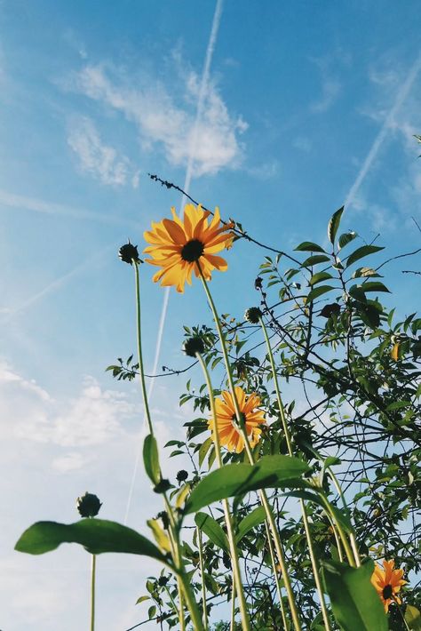 Arabic Naat, Poverty Mindset, Beautiful Yellow Flowers, Motivation Status, Low Angle Shot, Anime Lips, Financial Prosperity, Bright Blue Sky, Flora Flowers