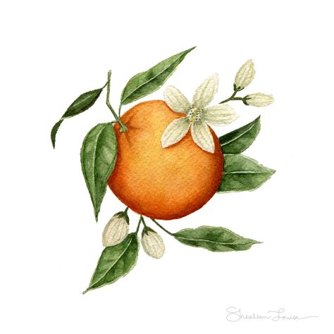 Mini Orange Blossom — Print | shealeenlouise Flor Tattoo, Watercolor Bouquet, Colorful Bouquet, Blossom Print, Pink Garden, Watercolor Artists, Botanical Watercolor, Watercolor Art Prints, Orange Blossom