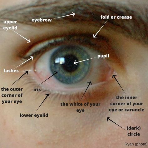 I promised we’d do something easy this time. I realised that some students of mine didn’t know what you call the parts of the eye. Yes, the black thing inside is a pupil, the same word … Parts Of The Eyes Worksheet, Eye Parts Name, Parts Of The Eyes, Parts Of An Eye, We Are Not The Same, Birth Colors, Study English Language, Eye Parts, Parts Of The Eye