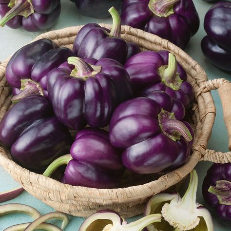 This beautiful purple bell pepper is sweet, juicy, and crispy. Lilac Bell starts out yellow-green, then purple, and matures to red. You do not want to miss out on this delicious pepper. Healthy Pepper Steak Recipe, Purple Bell Pepper, Picked Vegetables, Recipes With Banana Peppers, Purple Pepper, Cubanelle Pepper, Purple Vegetables, Growing Bell Peppers, Pepper Steak Recipe