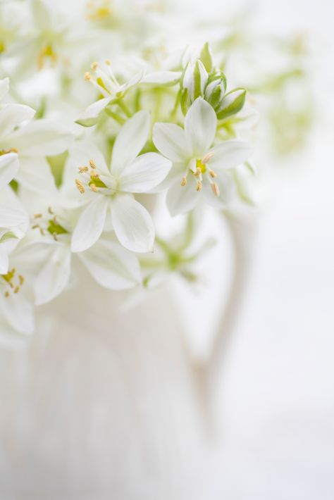 White Jasmine Flower, White Flower Background, White Aesthetic Photography, White Flower Wallpaper, Cactus Paintings, White Flower Arrangements, Tiny White Flowers, White Flower Girl Dresses, Jasmine Flower