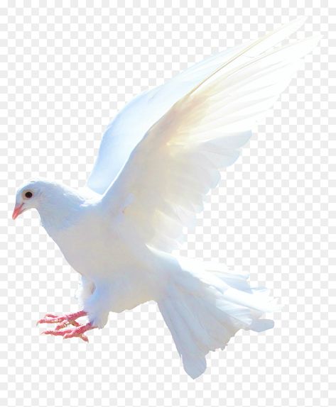 png photo Pigeon Png, Png Images For Editing, Youtube Channel Subscribe, Png Pictures, Images Emoji, Dove Pictures, Png Images Free, Photoshop Digital Background, Green Screen Background Images