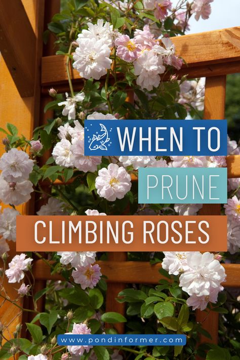 Climbing rose pruning varies depending on the kind of rose and how it blooms. Pruning repeat-blooming climbers is best done when the plants are dormant, in late winter or early spring.    #FlowerGardening #HealthyRoses #GardeningTips #BloomingRoses #GardenCare #SeasonalPruning #ClimbingRoses Pruning Climbing Roses For Winter, Pruning Climbing Roses, Rose Pruning, Raised Gardens, Rose Plant Care, Pruning Roses, Cottage Flowers, Gardening Inspiration, Climbing Rose