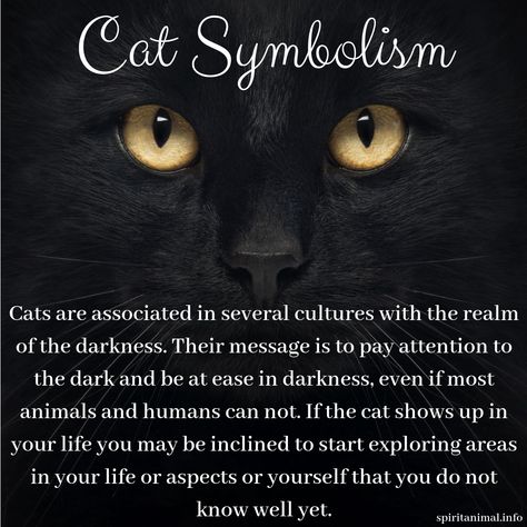 Cat Spirit Animal Spiritual Meaning Of Cats, Cat Meaning Spirit Animal, Black Cat Spirit Animal, Black Cat Witchcraft, Spiritual Meaning Of Black Cats, Black Cat Knowledge, Black Cat Symbolism, Animal Spirit Art, Cat Meaning