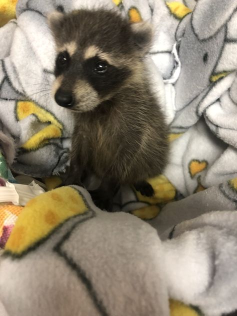 Raccoons In Clothes, Baby Raccoon Cute, Raccoon Matching Pfp, Baby Racoon, Dog Vet, Pet Raccoon, Baby Raccoon, Rostov On Don, Vet Clinic