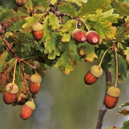 Oak Leaves, Oak Tree, Perfume Spray, Color Textures, Love And Light, Free Pictures, Hazelnut, Fireworks, Free Images