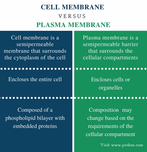 Difference Between Cell Membrane and Plasma Membrane | Definition, Composition, Function Plasma Membrane Notes, Medical Biochemistry, Cell Biology Notes, Biochemistry Notes, Plasma Membrane, Study Biology, Basic Anatomy And Physiology, Nurse Study Notes, Nursing Mnemonics