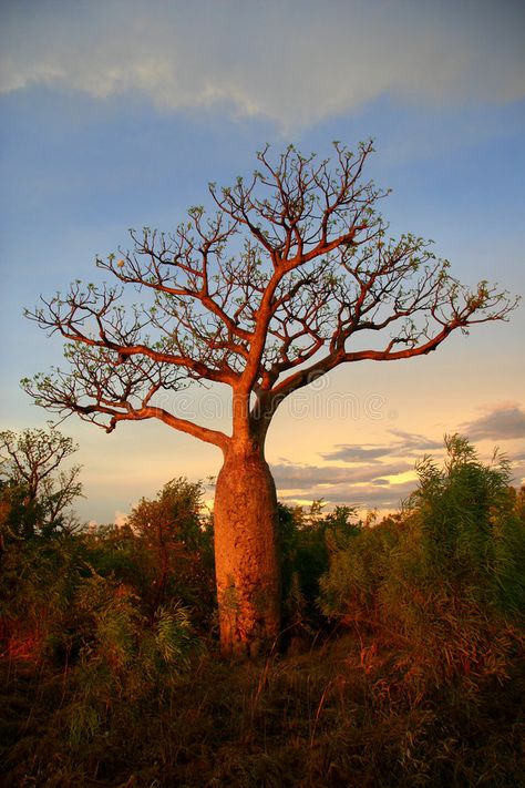 Boab tree, Kimberly, Australia. Boab tree, sunset,Kimberly, Australia , #AFF, #tree, #Boab, #Kimberly, #sunset, #Australia #ad Kimberly Australia, Boab Tree, Tree Sunset, Tree Photography, Pictures Images, Royalty Free Photos, Free Photos, Royalty Free Images, Stock Images Free