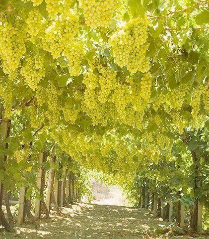 Vineyard.Qazvin.Iran Espalier Fruit Trees, Grape Arbor, Farm Lifestyle, Garden Vines, Parc D'attraction, Fruit Plants, Fruit Garden, New Holland, Farm Gardens