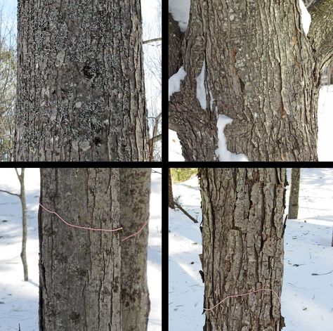 Identifying Maple Trees by Their Bark and Branches in Winter [updated] – Ferrin Brook Farm Tree Bark Identification, Maple Tree Bark, Tree Tapping, Diy Maple Syrup, Maple Tapping, Tapping Maple Trees, Silver Maple Tree, Maple Sugaring, Small Farming