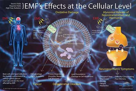 Cell Phone Radiation, Electromagnetic Spectrum, Degenerative Disease, Electromagnetic Field, Electric Field, Electromagnetic Radiation, Emf Protection, Cell Membrane, Cellular Level