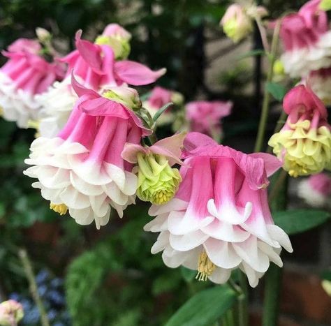 Aquilegia Vulgaris, Columbine Flower, Fuchsia Flowers, Flora Flowers, Attract Pollinators, Unusual Plants, Unusual Flowers, Colorful Garden, Little Flowers