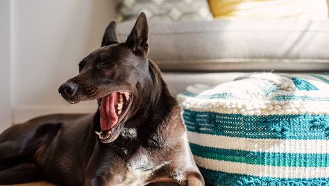 Busy Images, Cozy Couch, Easy Backdrops, Indoor Photography, Indoor Pets, Great Backgrounds, Pet Photographer, Out Of Focus, Pet Photography