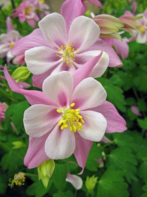 Aquilegia Flower, Flower Mix, Columbine Flower, Strange Flowers, Flower School, Light Pink Flowers, Longwood Gardens, Pink Garden, Pollinator Garden