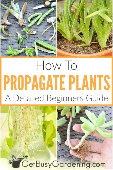 Want to grow more plants without spending tons of money at the garden center? By propagating your existing varieties, you can increase your collection for free. Learn all about the basics of plant propagation from seeds, cuttings, division, and layering. Find out which are the easiest houseplants and garden varieties to reproduce, and what tools you will need. Follow the step by step instructions for rooting cuttings in soil, or dividing the rootball to multiply plants like aloe and bromeliads. Propagate Rosemary, Garden Landscaping Design Ideas, Plants From Cuttings, How To Grow Plants, Plant Propagation, Home Decor Garden, Grow Plants, New Roots, Free Plants