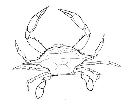 Crab Line Drawing, Sea Crab Drawing, Blue Crab Drawing, Crab Line Art, Blue Claw Crab, Crab Drawing, Blue Crabs Art, Crab Painting, Blue Crabs