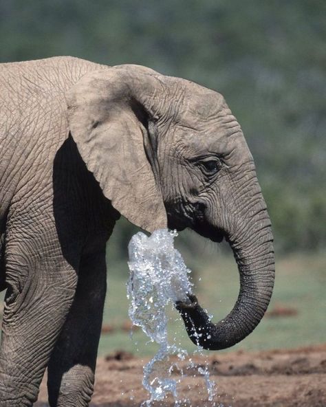 @animalsocialcompany posted to Instagram: A daily bath everywhere anytime.  #elephant #elephants #elephantsareawesome #savetheelephants #wildlifephotography #safari #africanamazing #african_portraits #exclusive_animals #animalfanatics #animalsmood⁣ Elephant Spraying Water, Photography Cat, Elephant Photography, Elephant Wallpaper, Cat Instagram, Elephant Pictures, Elephants Photos, Cats Pet, Save The Elephants