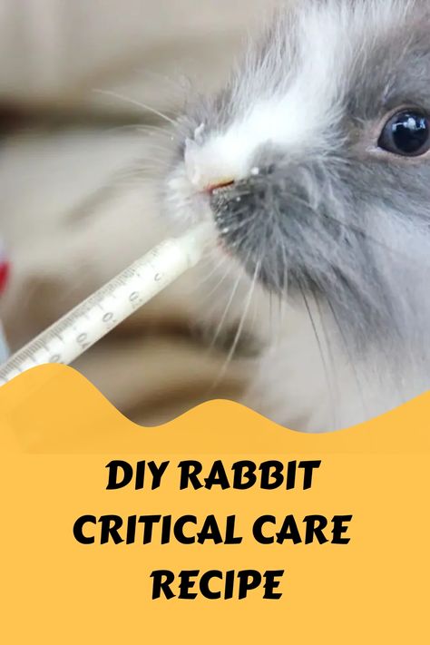 Diy Bunny Treats Recipes, Treats For Bunnies, Rabbit Treats Recipe, Bunny Treats Recipes, Bunny Enrichment, Rabbit Health, Rabbit Farming, Infused Treats, Show Rabbits