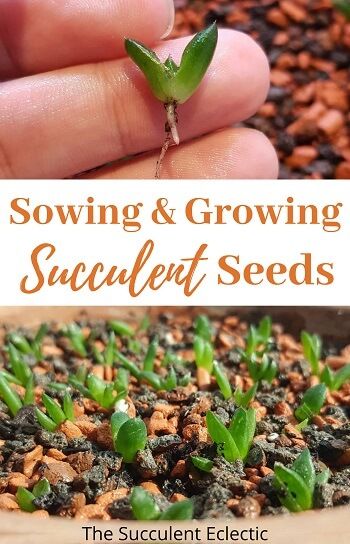 Sowing & Growing Succulent Seeds | The Succulent Eclectic Growing Succulents From Seed, Australia Garden, Repotting Succulents, Seed Starting Containers, Succulent Diy, Cactus Seeds, Succulent Bonsai, Succulent Collection, Succulent Seeds