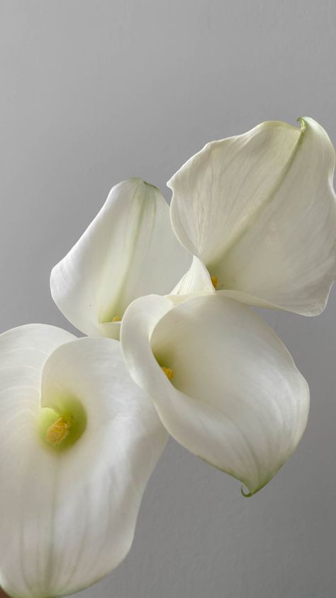 calla flowers, white flowers, aesthetic flowers Calla Lily Aesthetic, Callas Lily, White Calla Lilies, White Floral Arrangements, White Lilly, 13k Followers, Calla Lilies, White Lilies, Spring Day