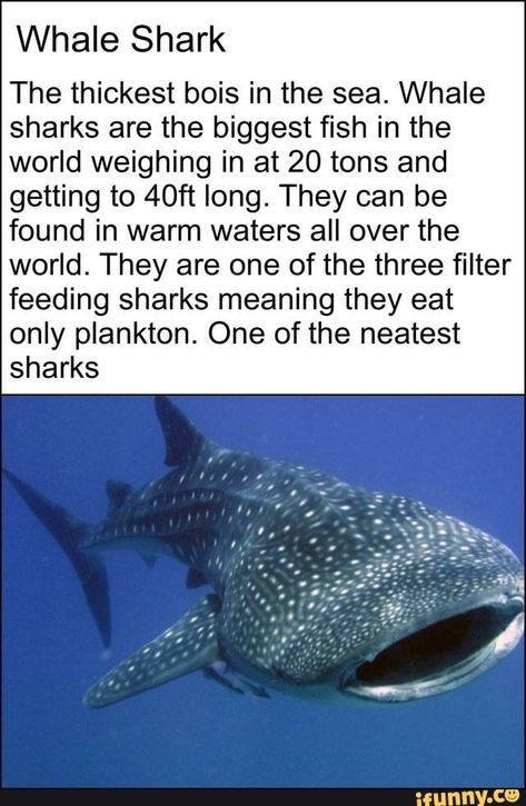 Whale Shark Facts, Shark Brain, Shark Meaning, Shark Information, Silly Sharks, Oceanography Marine Biology, Zebra Shark, Types Of Sharks, Shark Facts