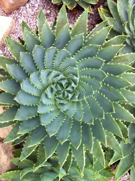 South African Indigenous Plants, South African Succulents, South African Plants, Spiral Aloe, African Garden, South African Flowers, Succulent Nursery, Farnsworth House, Jungle Flowers