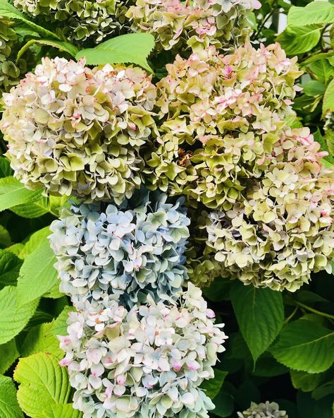 I appreciate all the stages of hydrangeas… but if I had to choose it would be these fading blue 💙 ones. I also love summer but it’s not my favorite season. October is the month/season/time of year I look forward to most. It’s been a beautiful summer here so far! Plenty of sunshine ☀️and enough rain ☔️to keep things green 💚and plants watered (next year we work on the landscaping! ) but, I’m ready for a turtleneck 😂 #betterhomesandgardens #marthasvineyard #hydrangea #blueandwhiteforever Martha’s Vineyard, Favorite Season, Water Plants, Beautiful Summer, Better Homes And Gardens, Looking Forward, Hydrangea, Landscaping, My Favorite