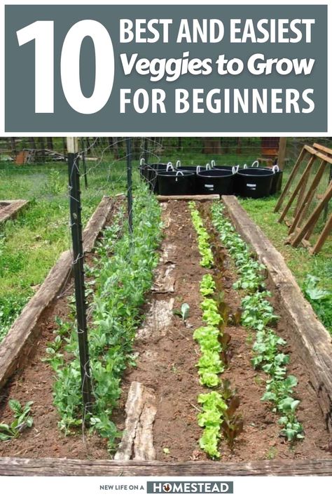 If you're a newbie gardener and want some easy veggies to tart growing, look no further from our list of 12 that will work in most climates. #gardening #homesteading #selfreliance Easiest Veggies To Grow, Easy Veggies, Veggies To Grow, Homesteading Diy, Easy Vegetables To Grow, Seed Saving, Household Cleaning Tips, Growing Vegetables, Cleaning Tips