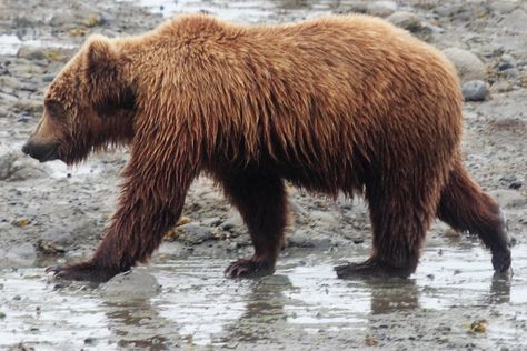 Bear Side View, Kodiak Bear, Bear Photos, Bear Pictures, Bear Face, Dog Photo, Love Bear, Bear Cubs, Bear Art