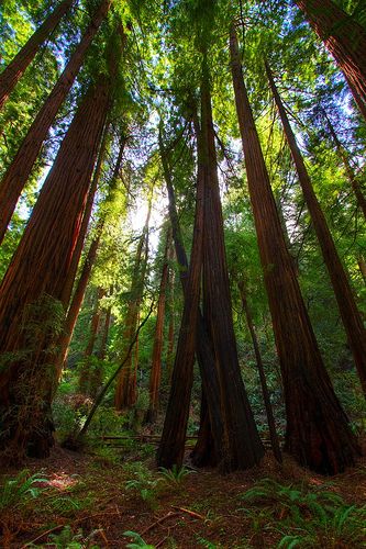 Red Wood Tree, Red Wood Forest, Usa Trips, Redwoods California, Muir Woods National Monument, Wood Forest, Sequoia Tree, Muir Woods, Redwood Tree